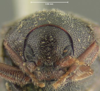 Media type: image;   Entomology 3652 Aspect: head frontal view